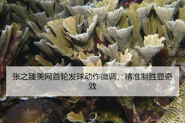 张之臻美网首轮发球动作微调，精准制胜显奇效
